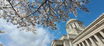 Cherry Blossoms Washington State Capitol